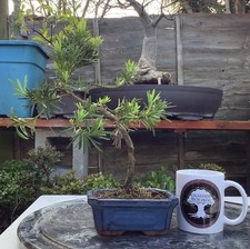 Podocarpus macrophyllus