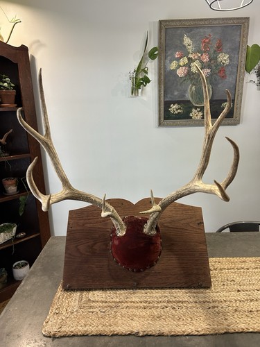 Whitetail deer matching - whitetail,