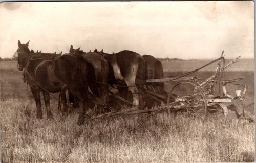 Rppc horse drawn - rppc, harness