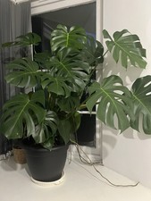 Monstera Deliciosa Swiss Cheese Plant – Mature Indoor Tropical House Plant