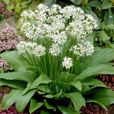 Ramsons Wild garlic Allium ursinum 80 seeds Perennial + FREE PLANT LABEL + FREE
