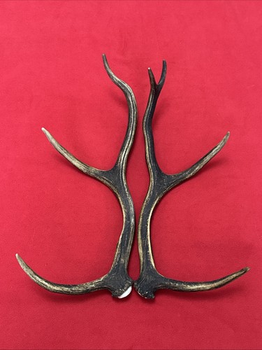 Pair red deer antlers 709g - of,