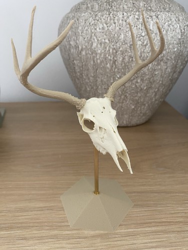 Miniature white tailed deer - miniature,