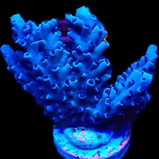 M.O.C. BLUE CURACAO ACROPORA