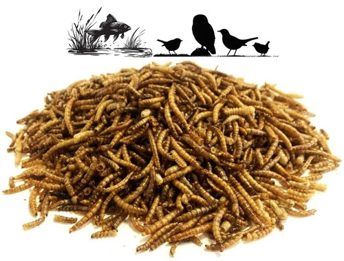 Dried mealworm worms wildlife - mealworm,