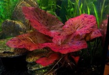 NYMPHAEA RUBRA Red Water Lily lotus plant  live aquarium shrimp safe (no bulb)