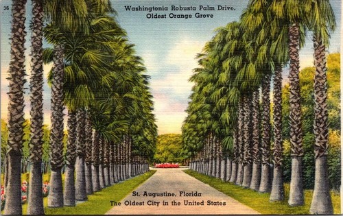 Postcard washingtonia robusta - postcard,