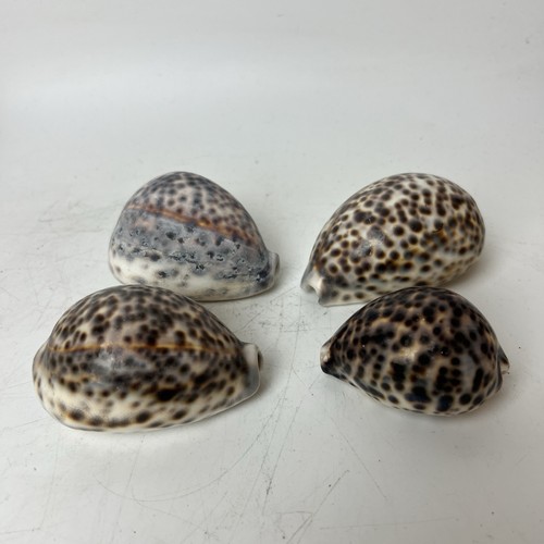 Vintage tiger cowrie - vintage,