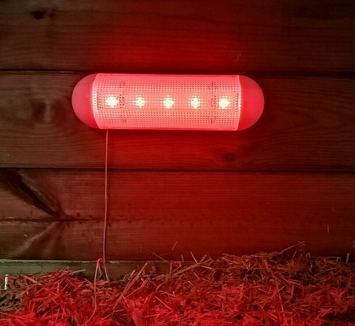Chicken poultry solar red - solar,