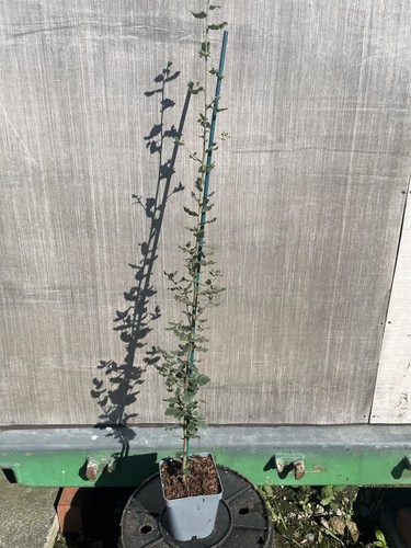 Cork oak tree 80cm quercus - 60/80cm,