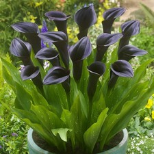 Pretty Imported Calla Lily