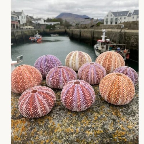 Natural sea urchin shell - ,