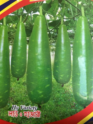 Bottle gourd vegetable - bottle,