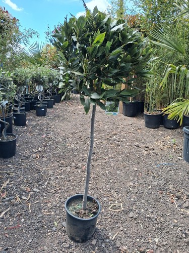 Laurus nobilis 150cm lollipop - laurus,