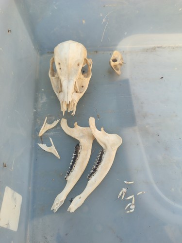 Muntjac doe skull - skull, taxidermy