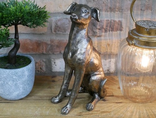 Greyhound whippet style - whippet,