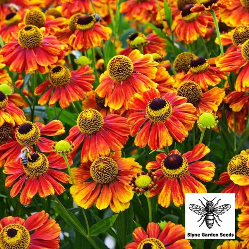 Orange helenium seeds - helenium,