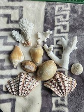 Sea Shells Bundle , White