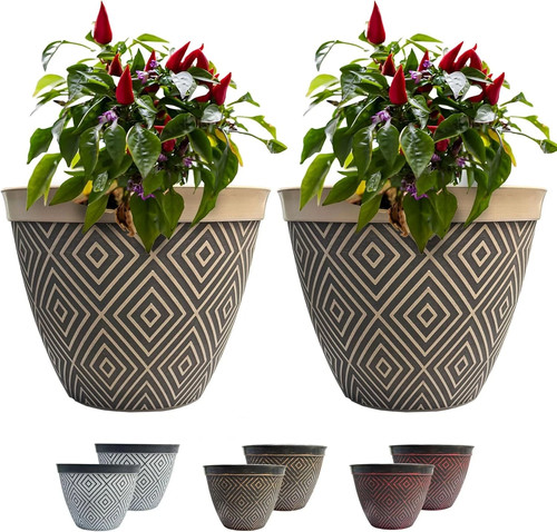 Traders starry sky plant - traders,
