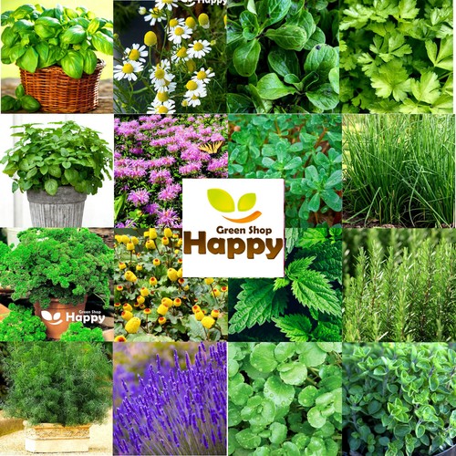 Herb seeds melissa basil - seeds,