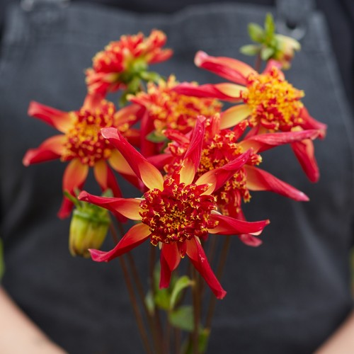 Dahlia tuber octopus sparkle - tuber,