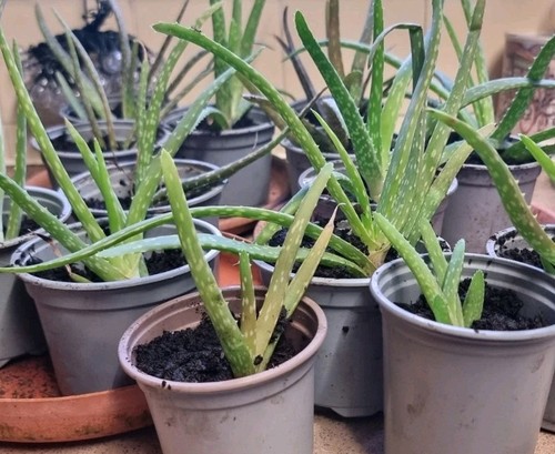 Aloe vera pups small - 1x,