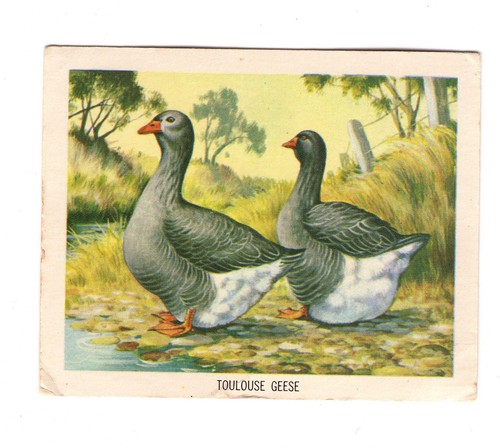 Nabisco australia 54 - australia., #54