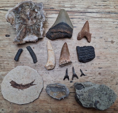 Small fossil collection - small,