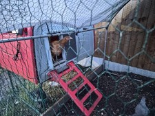 Omlet Cube MK1  Including Auto