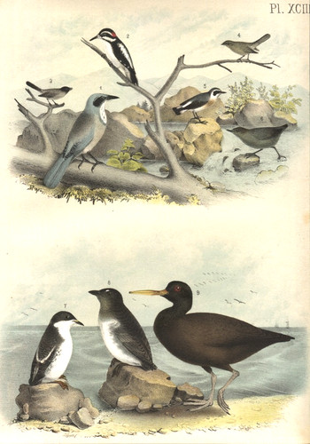 Birds large chromolithography - large,