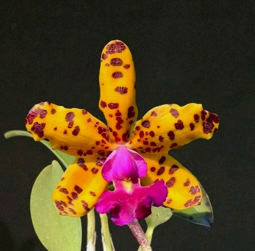 Cattleya jungle eyes c - cattleya, (c