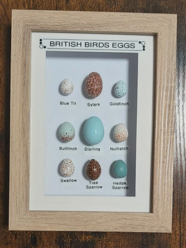 British birds eggs framed - eggs,
