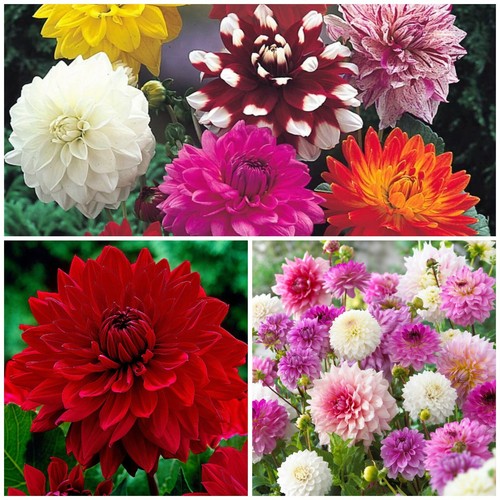 Mixed dahlias tubers - dahlias,