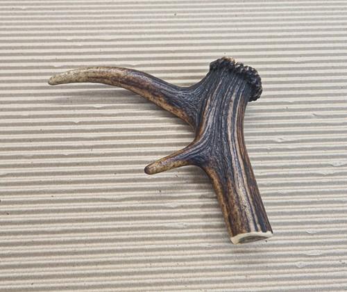 Beautiful deer antler - beautiful, horn