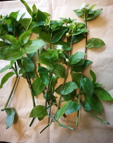 Cuttings tradescantia - 15, cuttings-tradescantia