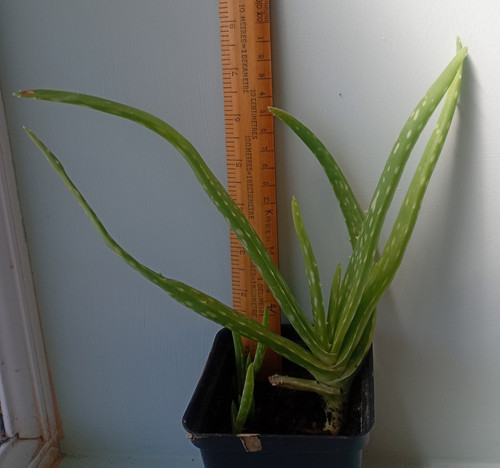 Aloe vera plant - aloe,