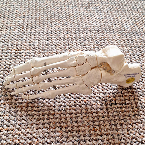 Scientific gmbh human - human, foot