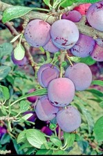 Dwarf Plum 'Violetta' ideal for patio or small gardens