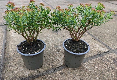 Crassula sarcocaulis small - sarcocaulis,