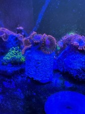 Speckled Krak Multi Polyp Frag Zoas 