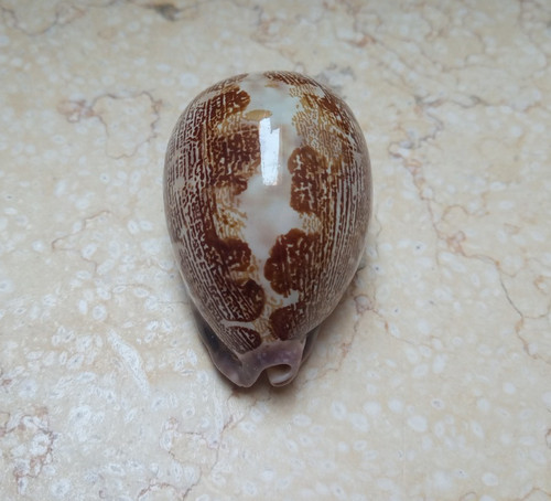 Cypraea rosea mappa singularis