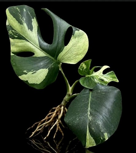 Monstera blue mint - blue, variegated