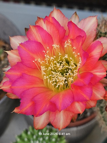 Echinopsis hybrid cactus - hybrid,