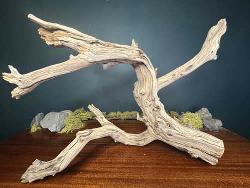 Large manzanita - 19”,