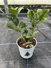 Citrus Kaffir Lime Plant 30cm (inc Pot) Xmas Planter - Great for Thai Cooking