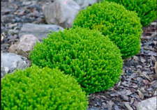 Hebe Green Globe Dwarf