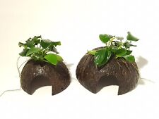 Aquarium Plants Anubias Coconut Caves in Dennerle Plants Brand Quality