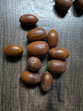 10 large Acorns from veteran