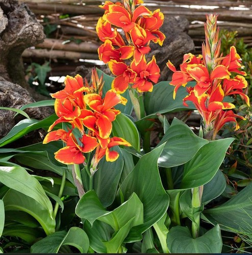 Canna lily cannova red - cannova, red/gold