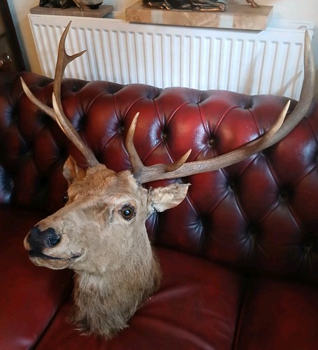 Extra large antique mounted - extra,